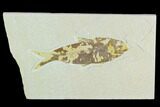 Bargain Fossil Fish (Knightia) - Wyoming #126555-1
